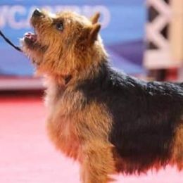 Norfolk Terriers and Norwich Terriers from BRONWYN Norfolk and Norwich Terriers