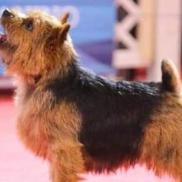 Norfolk Terriers and Norwich Terriers from BRONWYN Norfolk and Norwich Terriers