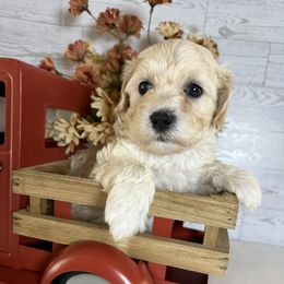 Chai - Cream male Maltipoo puppy in Bronson, Florida from Tabler Family Puppies