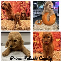 Goldendoodle and Golden Retriever Puppies from Were The Mack'Doodles