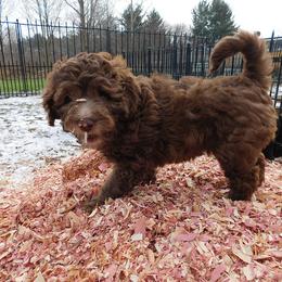 Labradoodle Puppies from North Country Kennel Club