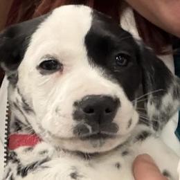Dalmatian Puppies from Salermo’s farm