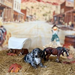 Bashful - Dapple female Dachshund puppy in Westport, Kentucky from Lonestar Creek Farm