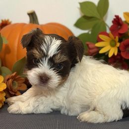 Madison - Chocolate tan and white female Biewer Terrier puppy in Oklahoma from Rocky Oak Cavaliers & Biewer Terriers LLC