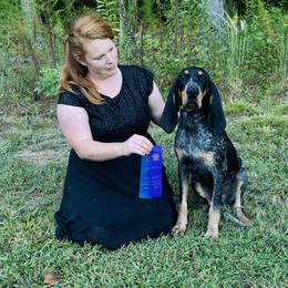 Radar AKC Champion - Blue ticked and tan male Bluetick Coonhound puppy in Cherryville, North Carolina from Evenstar-WesRidge Bluetick Hounds