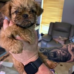 Red - Belge male Brussels Griffon puppy in Ogden, Utah from Shelly's Brussels Griffons