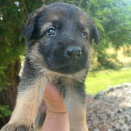 Salsa - Sable Boy - Sable male German Shepherd puppy in Oakland, Oregon from VHM German Shepherds