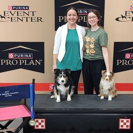 Miniature Australian Shepherds and Toy Australian Shepherds from Plum Creek Aussies