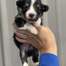 Chupacabra - Black and tan male Pembroke Welsh Corgi puppy in Mona, Utah from Sorensen Corgis
