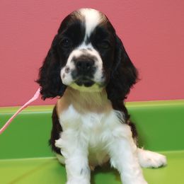 Light Pink - Black & White Girl - Black white and tan Cocker Spaniel puppy in Delphi, Indiana from Benchmark Cockers