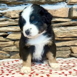 Vega - Black tri-color female Australian Shepherd puppy in Red Springs, North Carolina from Julia Rose Ranch
