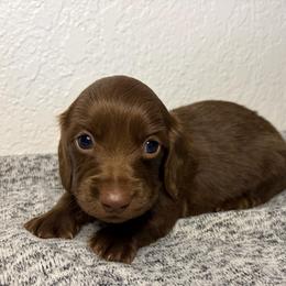 Sheldon - Chocolate male Dachshund puppy in Piedmont, Oklahoma from Jess’s Dachshunds