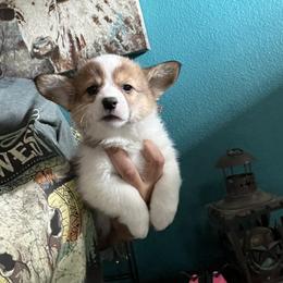 Boy 2 - Red male Pembroke Welsh Corgi puppy in Chino Valley, Arizona from Blecker Kennel