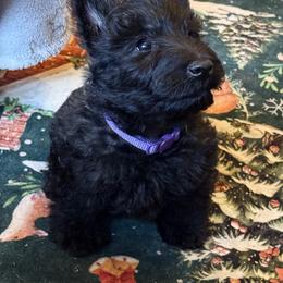 Purple - Brindle female Scottish Terrier puppy in Moyie Springs, Idaho from Avonlea Terriers