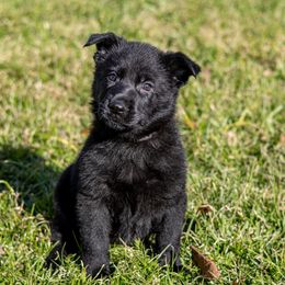 Ravyn - Black female German Shepherd puppy in Hammond, Louisiana from Von LaMarca German Shepherds