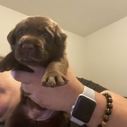 Dilute Retriever and Labrador Retriever Puppies from Moran’s Lab’s