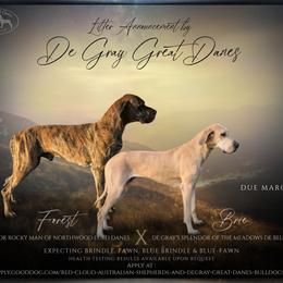 Great Dane puppies from Red Cloud Australian Shepherds and DeGray Great Danes & Bulldogs