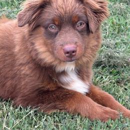 Sheldon - Red tri male Toy Australian Shepherd puppy in Smithville, Arkansas from Cooper Creek Aussies