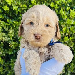 Blue Collar Frosty - Australian Labradoodle puppy from Grammy's Puppy Love doodles and poodles