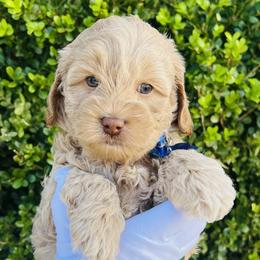Blue Collar Frosty - Australian Labradoodle puppy from Grammy's Puppy Love doodles and poodles