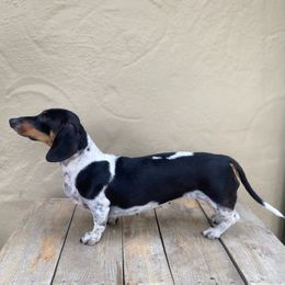 Trixie - Dachshund