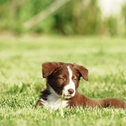 Border Collie Puppies from HC Kennels