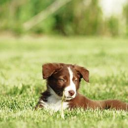 Border Collie Puppies from HC Kennels