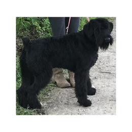 Dahlia - Giant Schnauzer