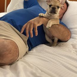 French Bulldog Puppies from Mayfair French Bulldogs