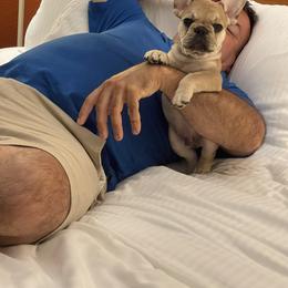 French Bulldog Puppies from Mayfair French Bulldogs