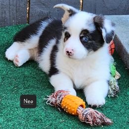 American Corgi Puppies from Wigglebutts American Corgis