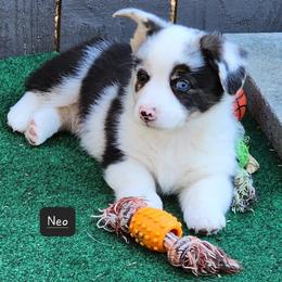 American Corgi Puppies from Wigglebutts American Corgis