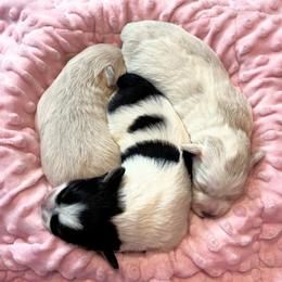 Miniature Schnauzer puppies from M & M Schnauzers