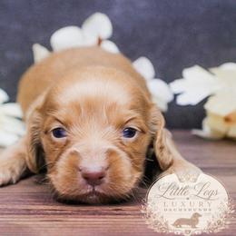 AKC Ember - Red female Dachshund puppy in Christiansburg, Virginia from Little Legs Luxury Dachshunds LLC