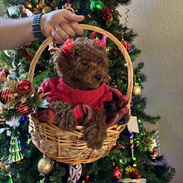 Poodle Puppies from Poodles 4 Life
