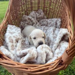 Miles - Cream male Dachshund puppy in Pontotoc, Mississippi from Toddy Kennels