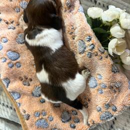 Arthur - Piebald male Dachshund puppy in Mountain Home, Arkansas from Furry Friends Kennel