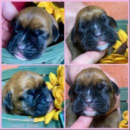 Light pink - Fawn female Boxer puppy in Butler, Pennsylvania from Schaible's Boxer Huddle