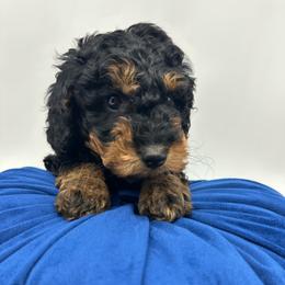 Bernedoodle puppies from Doodles of Central Texas