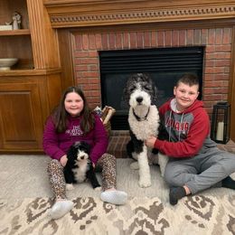 Sheepadoodle Puppies from The Farms Precious Doodles