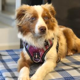 Nala - Toy Australian Shepherd