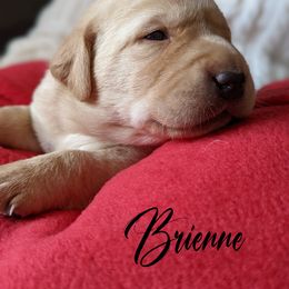 Labrador Retriever Puppies from Dorothy's Labrador Retrievers