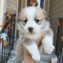 White Girl - Fawn female Pembroke Welsh Corgi puppy in Cary, North Carolina from Feathers' Corgis with Tails