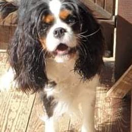 Cavalier King Charles Spaniels from Land of Cavaliers