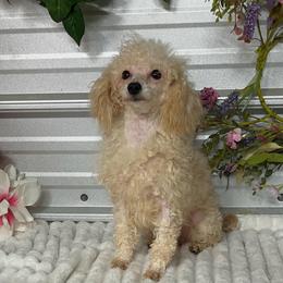 AKC Tosha - Apricot female Poodle puppy in Elgin, South Carolina from Silver Bells Paw Prints