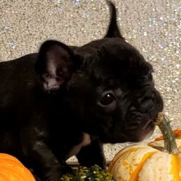 French Bulldogs and Yorkshire Terriers from Yorkies Living in Virginia