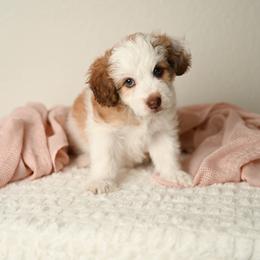 Moo - Brown and white female Aussiedoodle puppy in Lincoln, California from Frenchie LOVE and Doodles