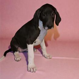 Vega - Mantle female Great Dane puppy in Walker, Louisiana from La Rebel Danes