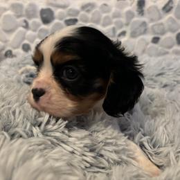 Cavalier King Charles Spaniel Puppies from Krawczyk's House of Cavaliers