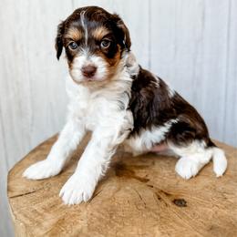 Teton - Red tri-color male Aussiedoodle puppy in Arlington, Washington from Doodle Love Laugh